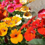 Nemesia Strumosa Carnival Mix