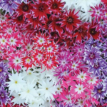 Phlox Star Mixed