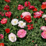 Poppy Dbl. Mixed