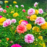 Portulaca Dbl. Mixed