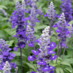 Salvia Farinacea Victoria Blue