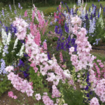 Stock Giant Imperial Mixed