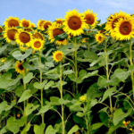 Sunflower Tall Yellow