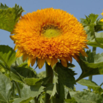 Sunflower Dbl. Orange