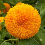 Sunflower Dwarf Sungold