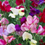 Sweet Pea Mixed