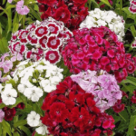 Sweet William F-2 Mixed
