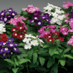 Verbena Ideal Mixed