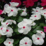 Vinca Pacifica Xp Polka Dot