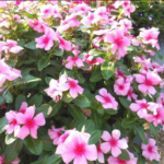 Vinca Pacifica Xp Blush Raw