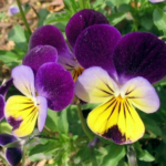 Viola Tricolor (Johny Jump Up)