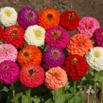 Zinnia Lilliput Mixed