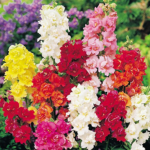 Antirrhinum F1 Madame Butterfly