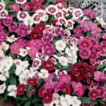 Dianthus F1 Grecs Formula Mixed