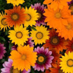 Gazania F1 New Day Mixed