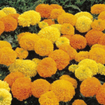 Marigold F1 Inca Mixed