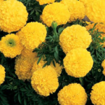 Marigold F1 Inca Yellow