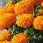 Marigold F1 Inca Orange