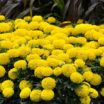 Marigold F1 African