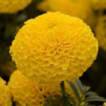 Marigold F1 Nirvana Yellow