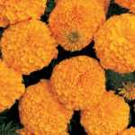 Marigold F1 Nirvana Orange