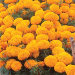 Marigold F1 Orange Arpan