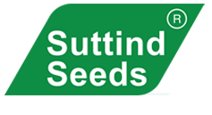 Suttind Seeds