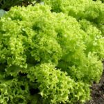 Parsley Cress Curled