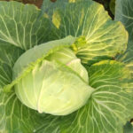 Cabbage Golden Acre