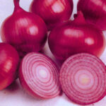 Onion Dark Red