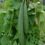 Spongegourd Resham