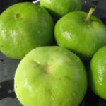 Tinda Navjot