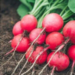 Turnip Red Ball