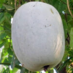 Ashgourd F-1 103