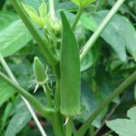 Bhindi F-1 120