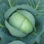 Cabbage F-1 Stella