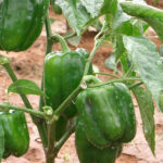 Capsicum F-1 Discovery