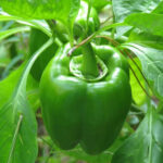 Capsicum F-1 Crystal Green