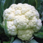 Cauliflower F-1 Shipra 14520