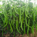 Chilli F-1 327