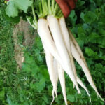 Radish F-1 Everest