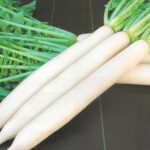 Radish F-1 RHS–66