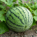 Watermelon-999