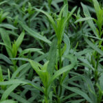 Tarragon