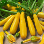 Zuchinni F-1 Yellow Beauty