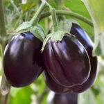 Brinjal Black Beauty
