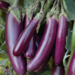 Brinjal Pusa Purple Long
