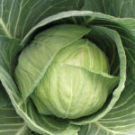 Cabbage Golden Express