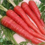 Carrot F-1 Indian Red
