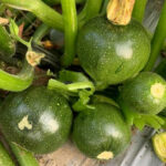 Summer Squash F-1 14215